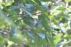 Phylloscopus proregulus