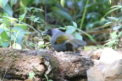 Trochalopteron melanostigma