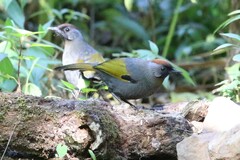 Trochalopteron melanostigma