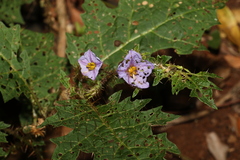 Solanum semiarmatum