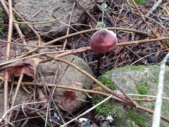 Marasmius plicatulus