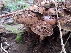 Pholiota velaglutinosa