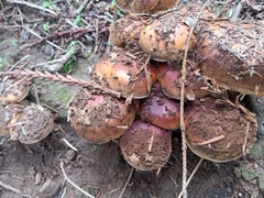 Pholiota velaglutinosa