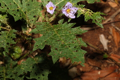 Solanum semiarmatum