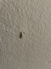 Phereoeca