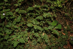 Solanum semiarmatum
