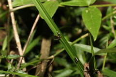 Cyperus tetraphyllus