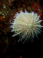 Echinus gilchristi