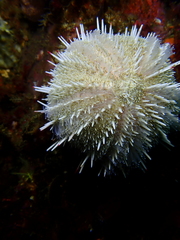 Echinus gilchristi