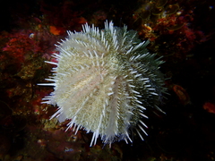Echinus gilchristi