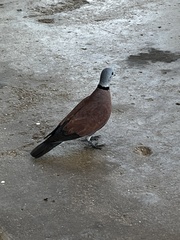 Streptopelia tranquebarica humilis