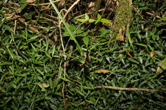 Cyperus tetraphyllus
