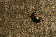 Carabus auronitens
