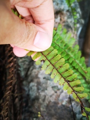 Adiantum malesianum