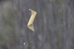 Phonognatha graeffei