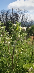 Clematis villosa stanleyi