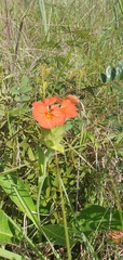 Crossandra greenstockii