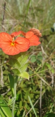 Crossandra greenstockii