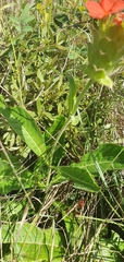 Crossandra greenstockii