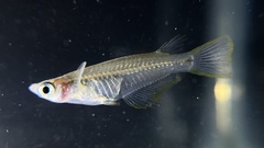 Oryzias javanicus