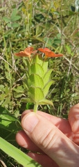 Crossandra greenstockii
