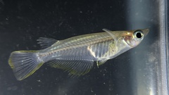Oryzias javanicus