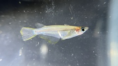 Oryzias javanicus