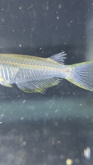 Oryzias javanicus