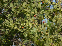Osyris lanceolata