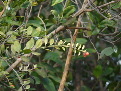 Osyris lanceolata