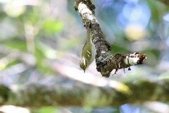 Phylloscopus pulcher