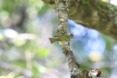 Phylloscopus pulcher