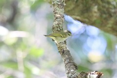 Phylloscopus pulcher