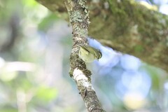 Phylloscopus pulcher