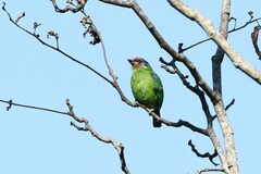 Psilopogon franklinii