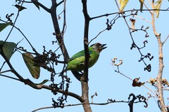 Psilopogon franklinii