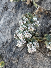 Euphorbia leucophylla