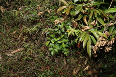 Pandorea jasminoides