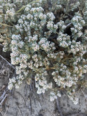 Euphorbia leucophylla