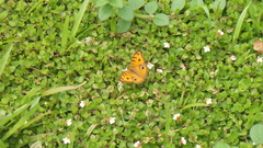 Junonia almana javana