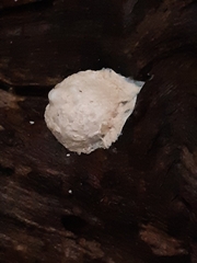 Reticularia