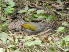 Camaroptera brachyura