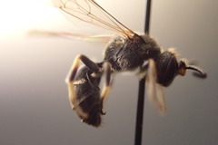 Hylaeus basalis
