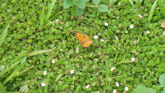 Junonia almana javana