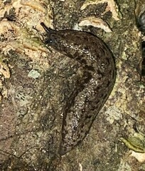 Megapallifera mutabilis