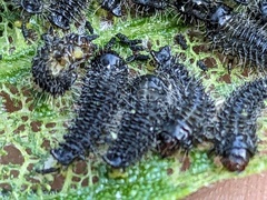 Poneridia semipullata