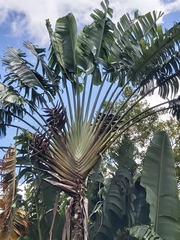 Ravenala madagascariensis