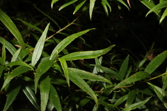 Myoporum betcheanum