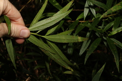 Myoporum betcheanum