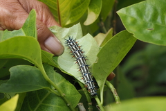 Doleschallia bisaltide